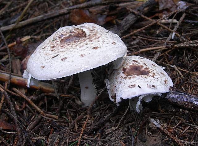 Agaricus impudicus   (Rea)  Pilt